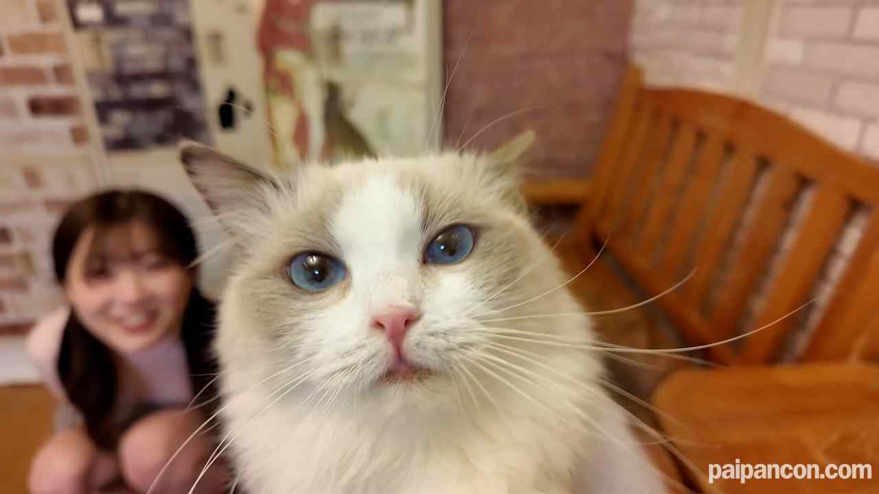 FC2-PPV-4511406 - 9日まで1490pt!!!　※可愛すぎ超レア　ビショウジョ学生　猫カフェデートで猫にメロメロ「可愛い..」、デート後俺のムスコにも夢中だったのは二人だけの内緒 thumbnail_0.jpg